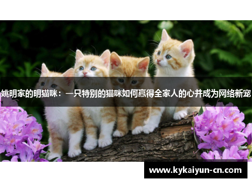 姚明家的明猫咪：一只特别的猫咪如何赢得全家人的心并成为网络新宠